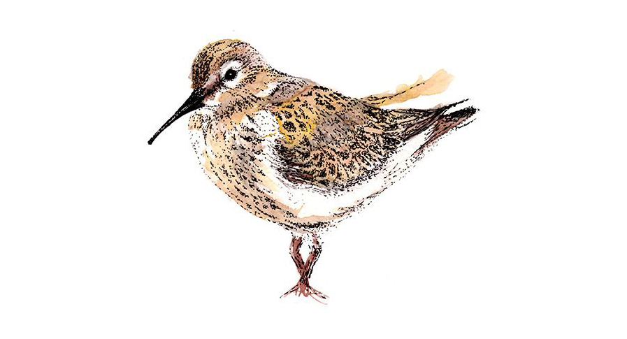 Dunlin Illustration, watercolour and fine line pen by Ella Johnston for The Migrant Waders