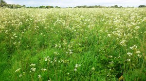 Walton Naze Mayflower LO RES
