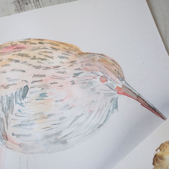 Wading birds work in progress (c) Ella Johnston/Dunlin Press