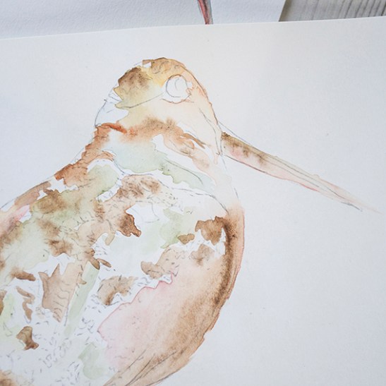 Wading birds work in progress (c) Ella Johnston/Dunlin Press