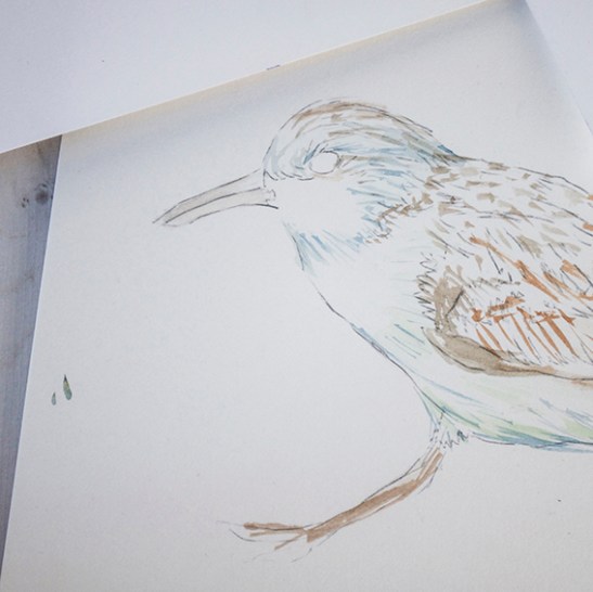 Wading birds work in progress (c) Ella Johnston/Dunlin Press