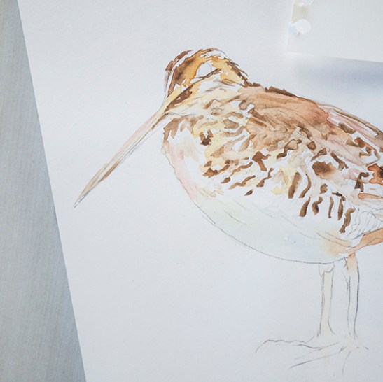 Wading birds work in progress (c) Ella Johnston/Dunlin Press