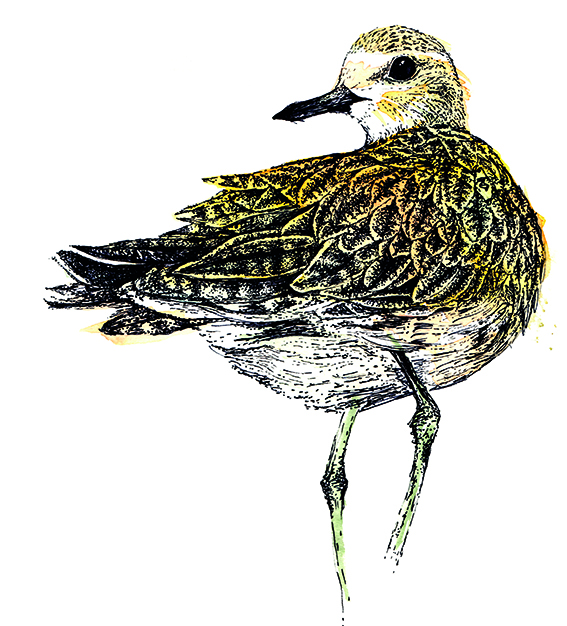 Golden Plover Illustration, Watercolour and fine line pen by Ella Johnston, for The Migrant Waders