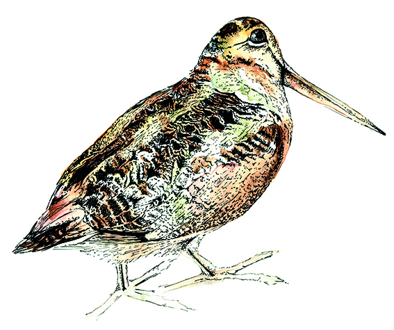 Woodcock Illustration, watercolour and fine line pen by Ella Johnston for The Migrant Waders