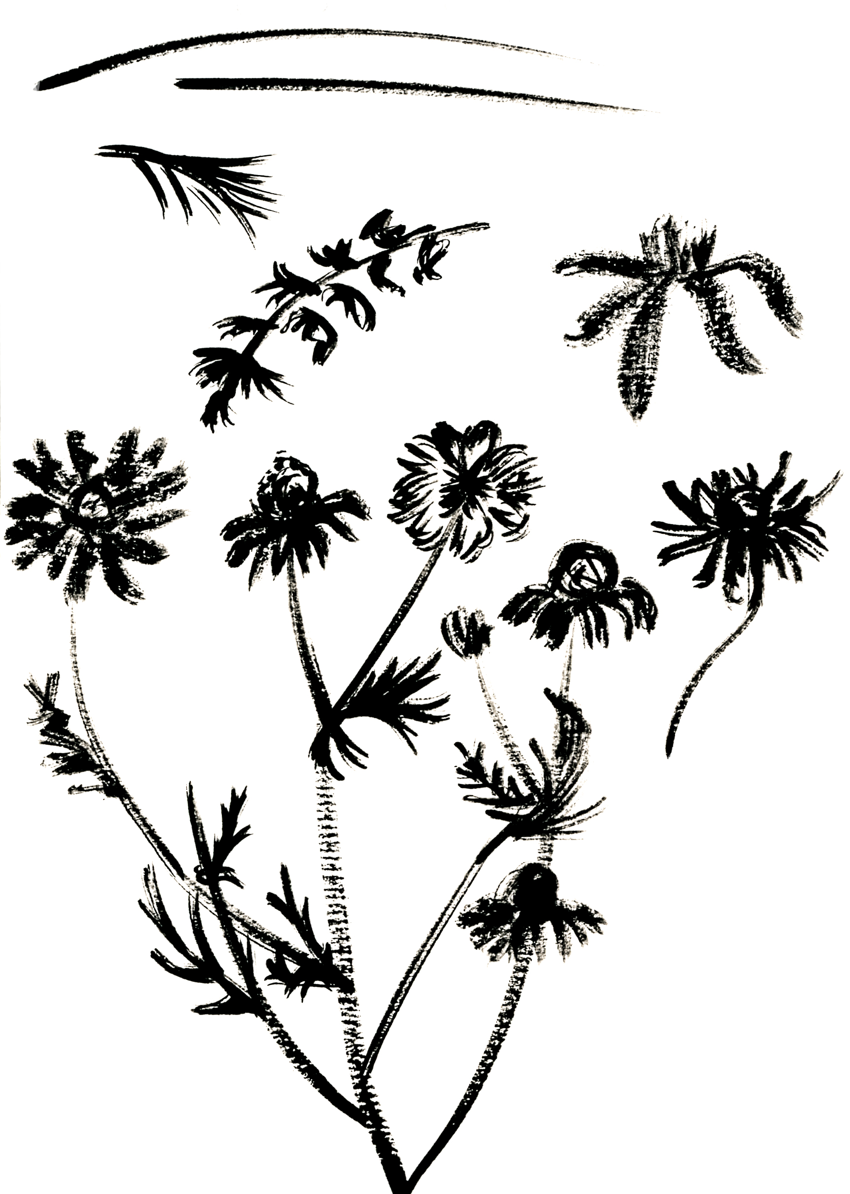 Wild flower illustrations by Ella Johnston featured in The Orphaned Spaces published by Dunlin Press