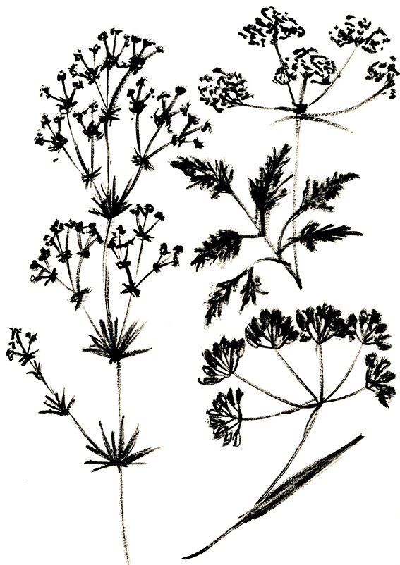 Wild flower illustrations by Ella Johnston featured in The Orphaned Spaces published by Dunlin Press[