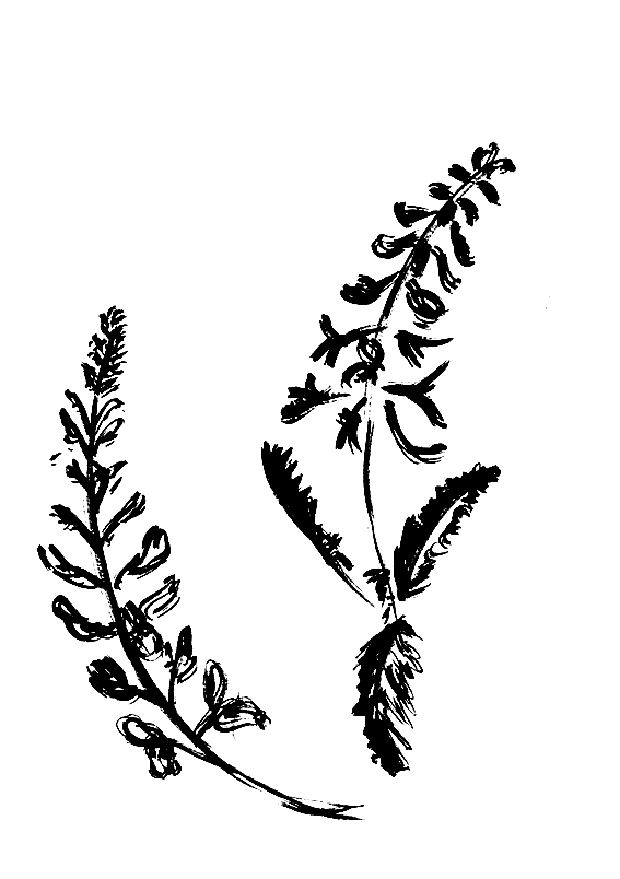 Wild flower illustrations by Ella Johnston featured in The Orphaned Spaces published by Dunlin Press