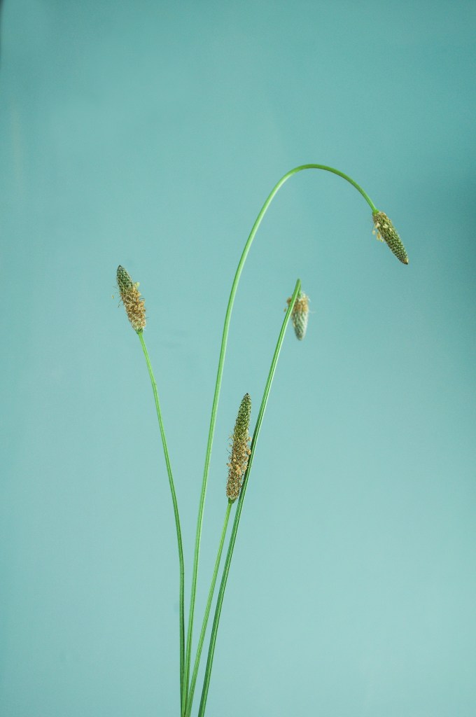 Wild plant still life, taken from The Orphaned Spaces (c) Dunlin Press