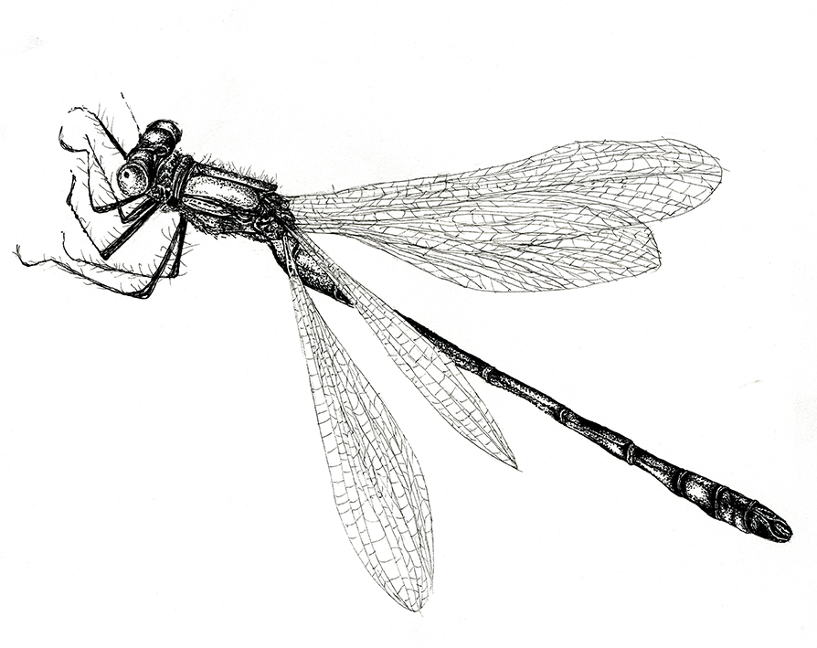 Scarce Emerald Damsel Fly drawing by Ella Johnston, The Orphaned Spaces (c) Dunlin Press
