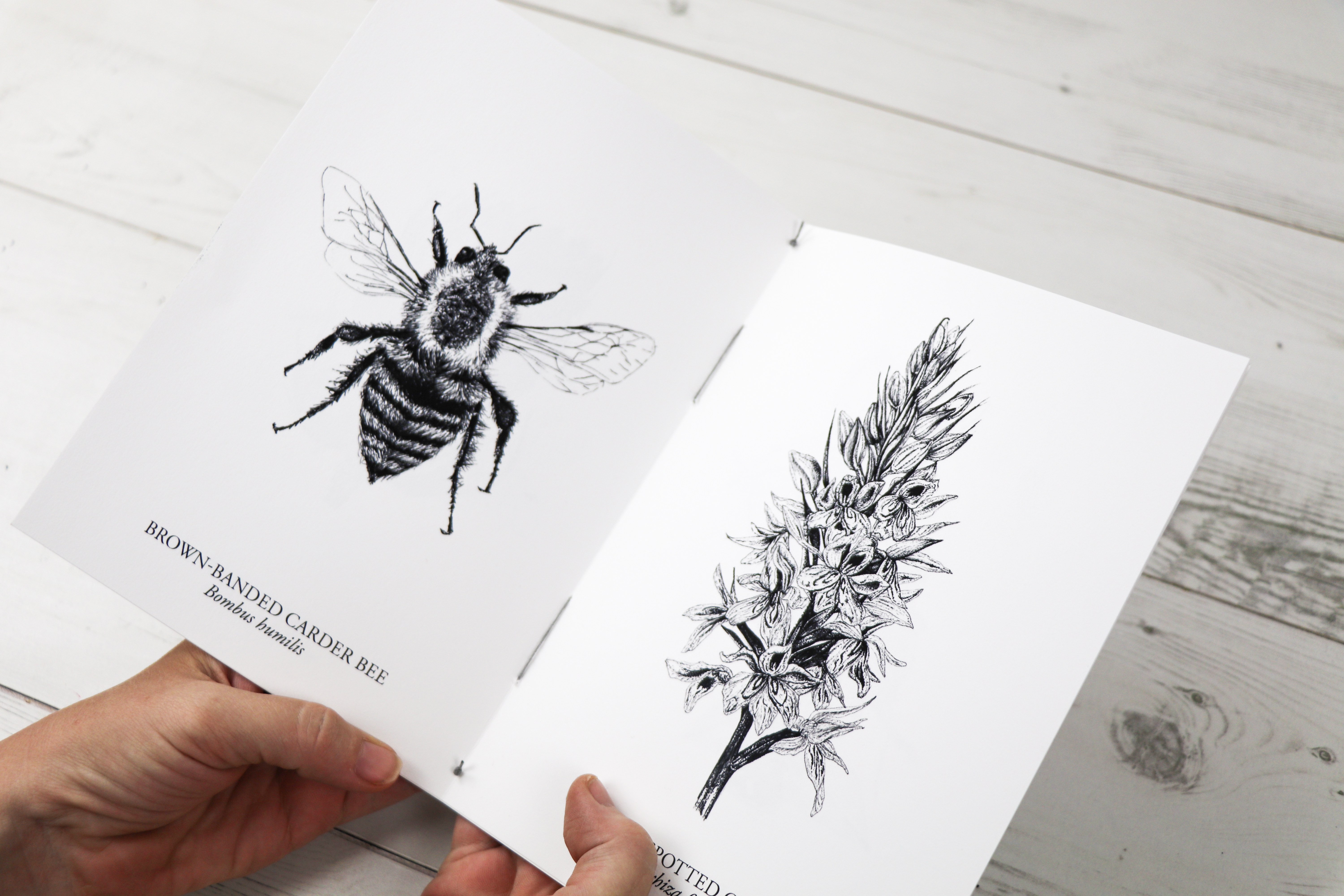 Hand-stitched black and white botanical and insect studies booklet 
