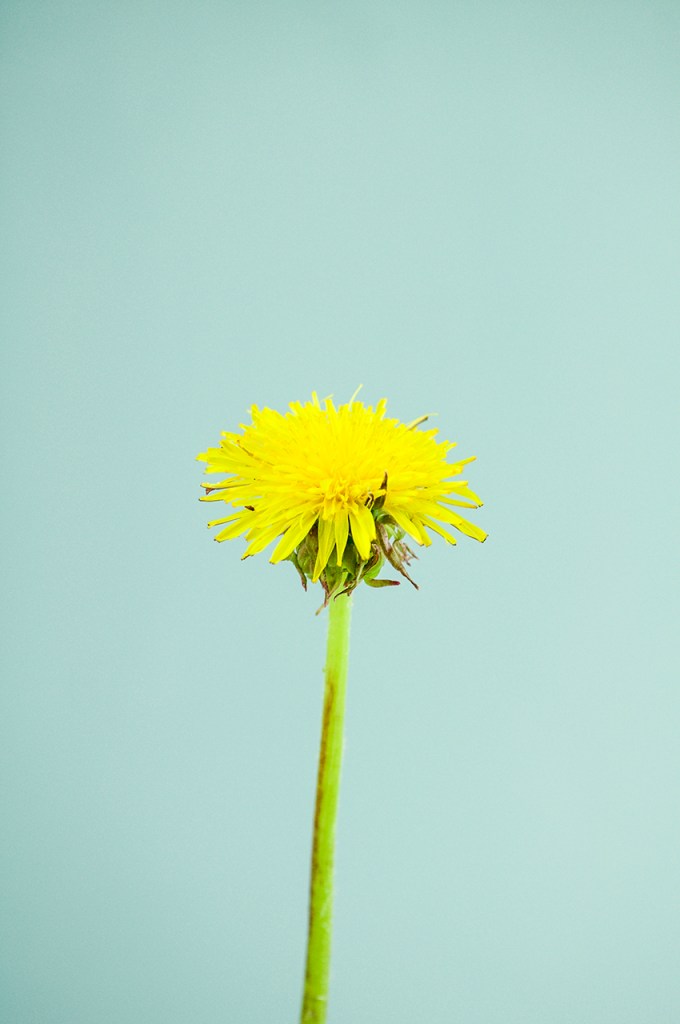 Botanical still life, The Orphaned Spaces. 