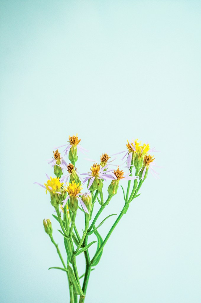 Botanical still life, The Orphaned Spaces. 