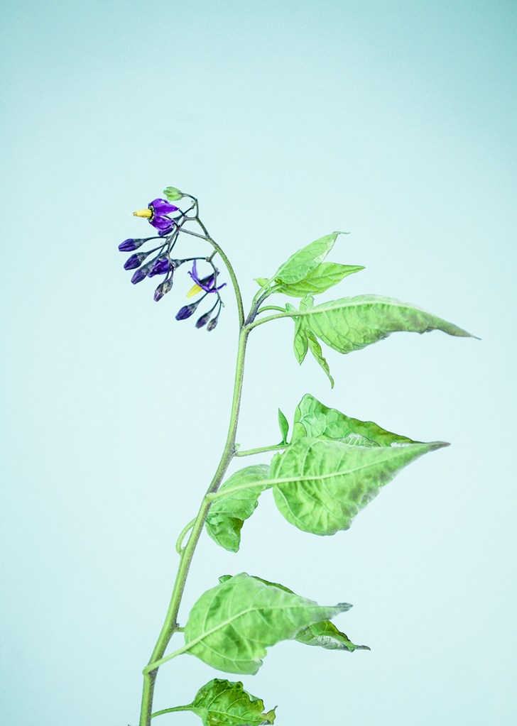 Botanical still life, The Orphaned Spaces. 