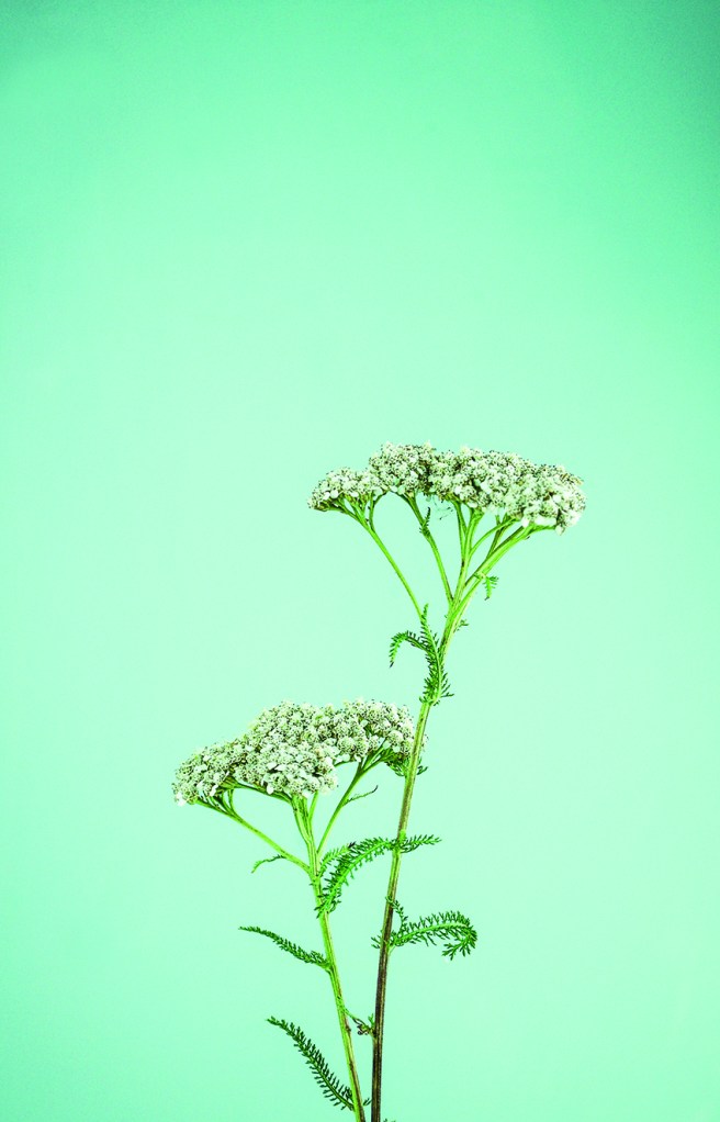 Botanical still life, The Orphaned Spaces. 