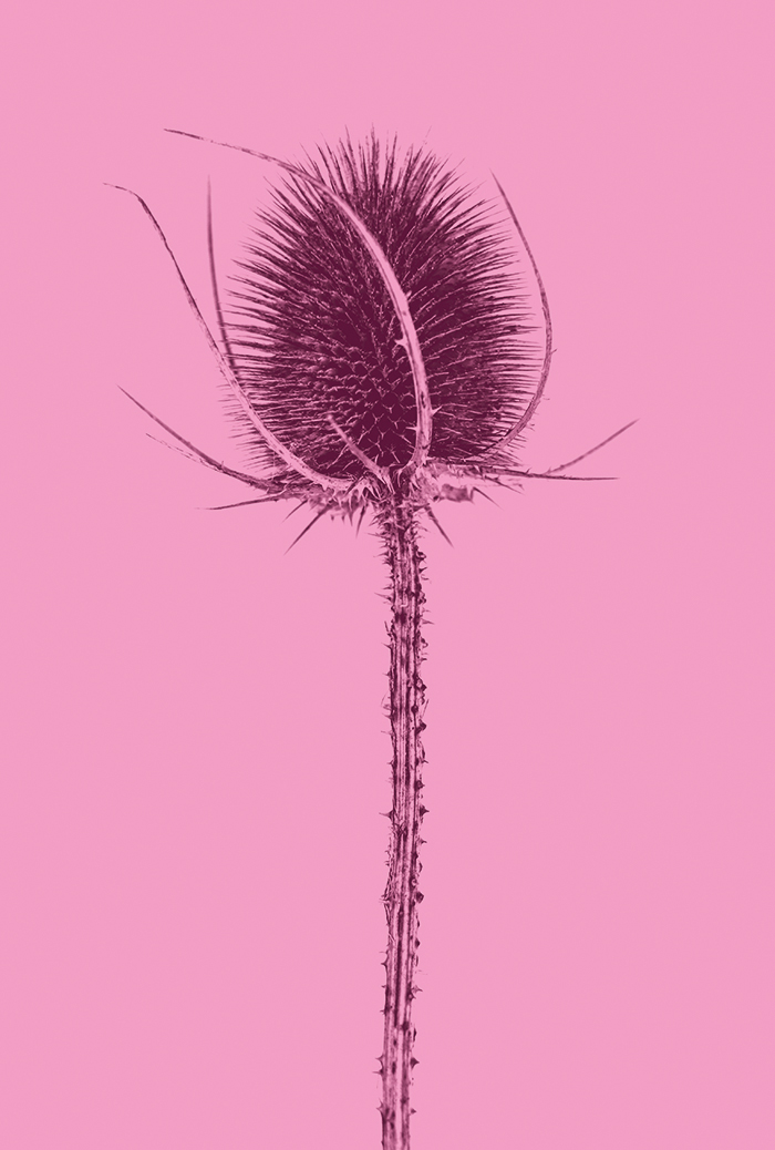 BW_WIldflower_P_13_3_web